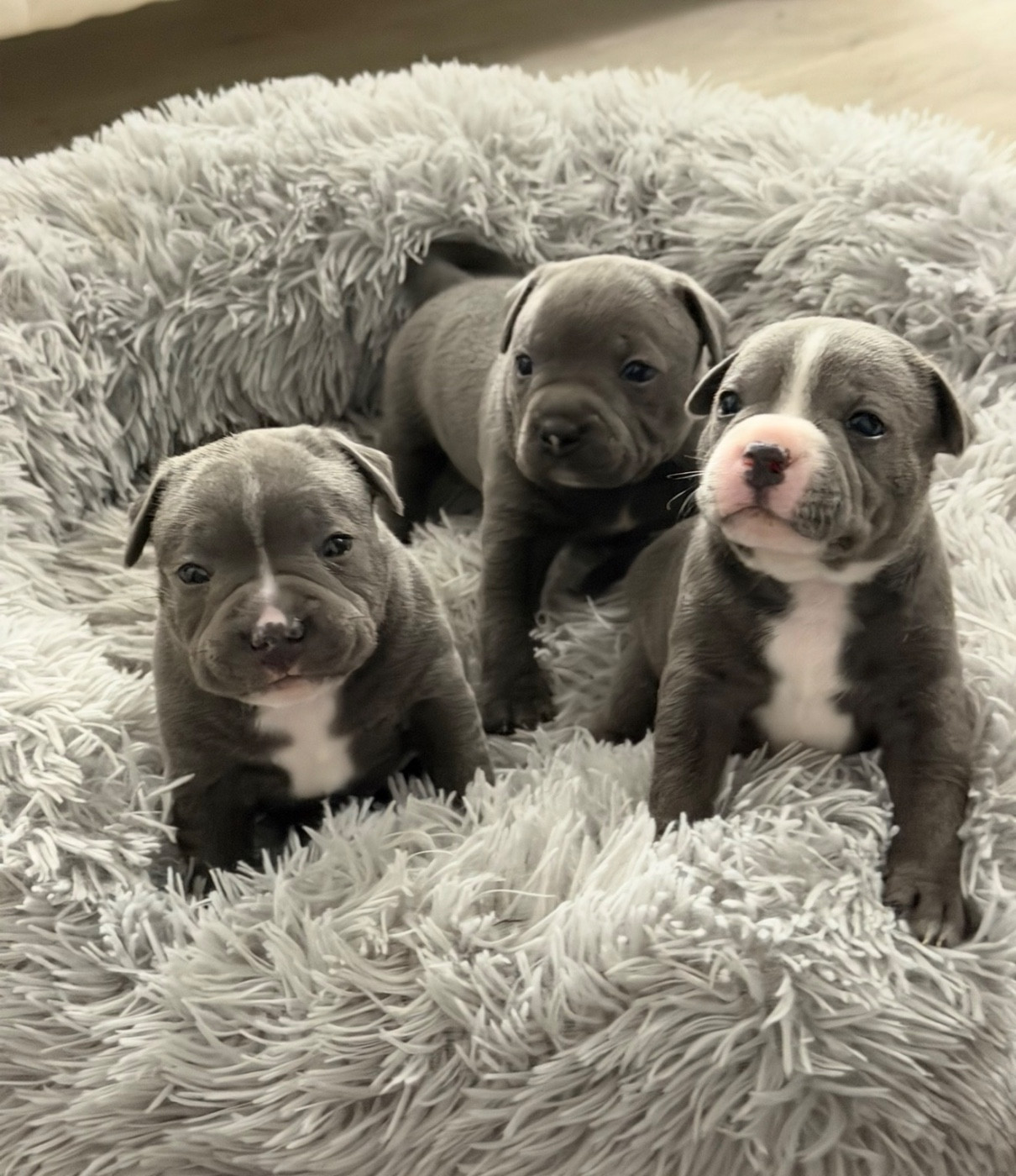 Chiots nés le 17 mai 2026 deux mâles et une femelle